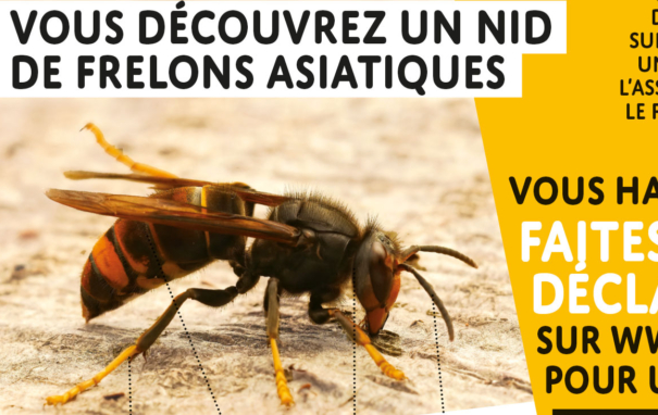 Frelons asiatiques