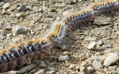 Chenilles processionnaires : vigilance !