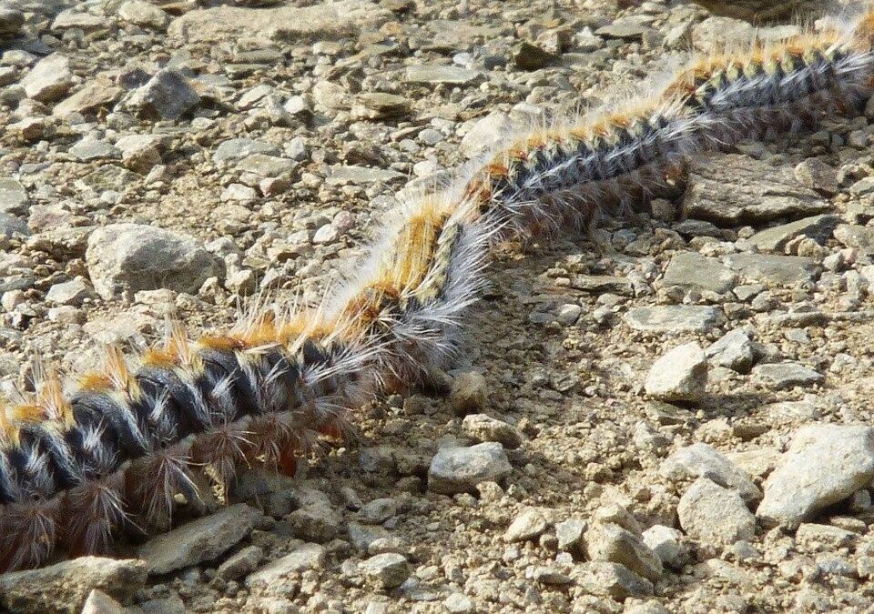 Chenilles processionnaires : vigilance !